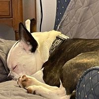 Barbara Mitchell's profile image