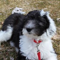 Archie Fascione's profile image