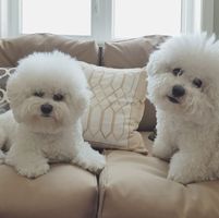Christine Goulet Jackson's profile image