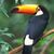 Guy King's profile image