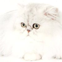 Pamela Ross's profile image