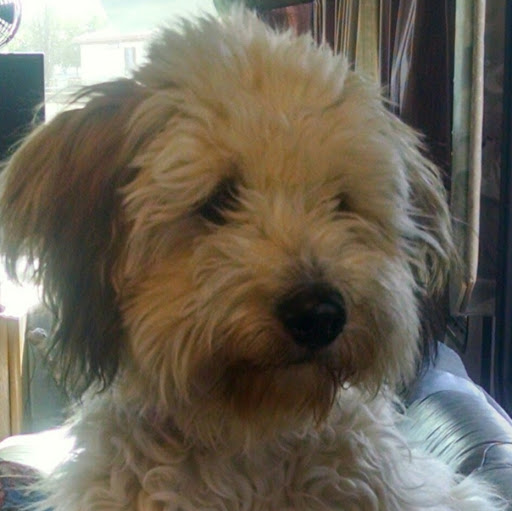 Tracy Rumsey's profile image