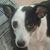 Carol Etchison-BoWell's profile image