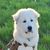 Hugo Pyrenees's profile image