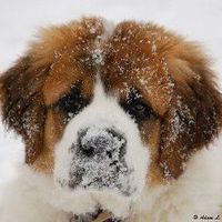 Larry Rice's profile image