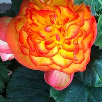 Kevin Kinney-Maronie's profile image