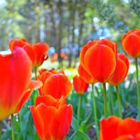 Susan Brown's profile image