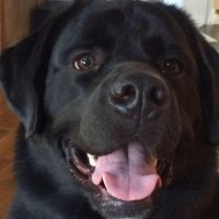 Stephen Sundstrom's profile image