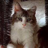 Bobbi White Marr's profile image