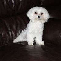 Robert Olewine's profile image