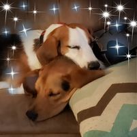 Petra Willis's profile image