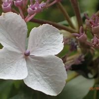 Diane Thiers's profile image