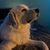 Traci Haubert's profile image