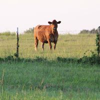 Ronnie Cheatham's profile image