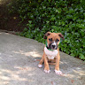Ollie's profile image