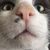 Marvin Cohen's profile image
