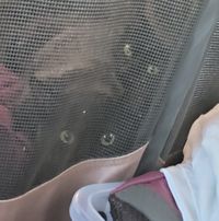 Debbie Williams's profile image