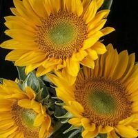 Marianne Menders's profile image