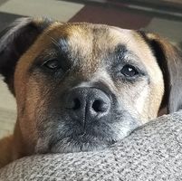 Dave Robey's profile image