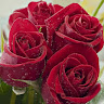 Monterrubiobrigitte's profile image