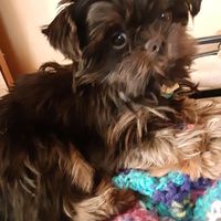 Ann Sovoda's profile image