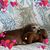 Arlan Resmondo's profile image