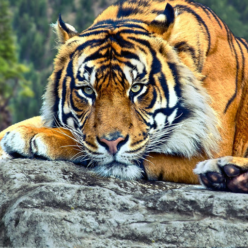 Hussain Nisar's profile image