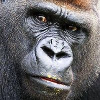 John Klemmensen's profile image