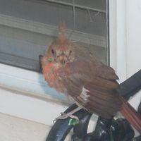 Janet Dallach's profile image