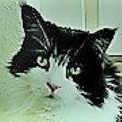 Karen Walsh Beranek's profile image