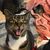 Tonisha Tornquist's profile image