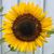 Debby Kidder's profile image