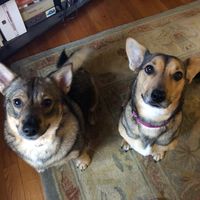 Allison Thompson's profile image