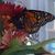 Val Houlihan's profile image
