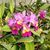 Dawn Sikes's profile image