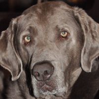 Joel Dilay's profile image