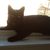 Carmella Capriotti's profile image