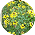 Sandy Hillyer's Profile Image