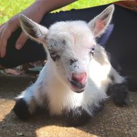 Frances Gail McKeague's profile image