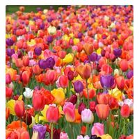 Elvira Durflinger's profile image