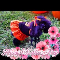 Dawn Rich Manning's profile image