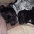 Pauline Carruthers's profile image