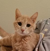 Amanda Marie's profile image