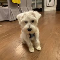 Brian Joo's profile image