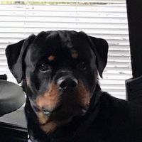 Roberta Mitsules's profile image