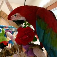 Nicole Ellis's profile image