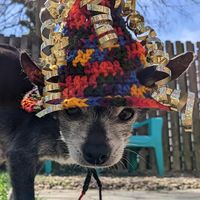 Crystal Elena's profile image