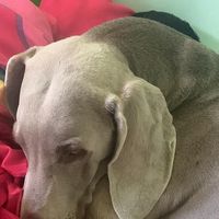 Davidnmichelle Boone's profile image