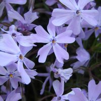 Laurel Severson's profile image