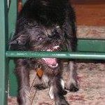 Dominique Johnson's profile image